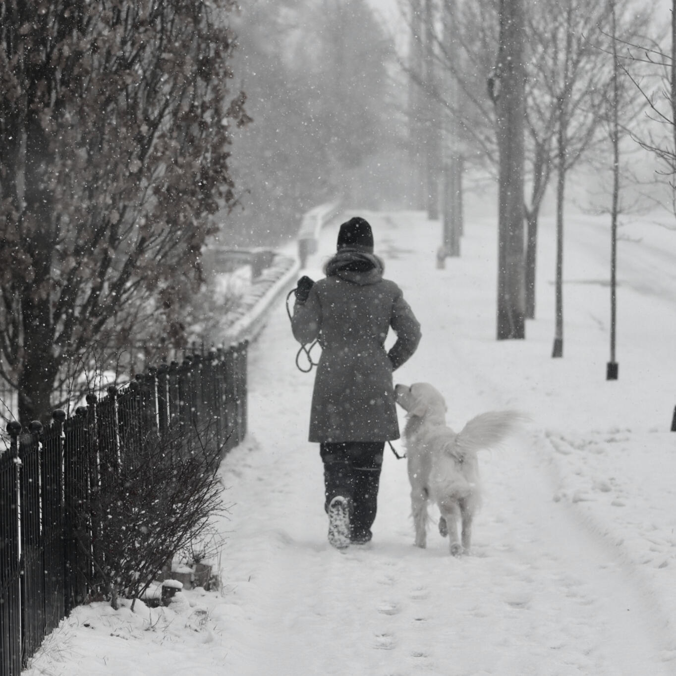 Women walking a dog